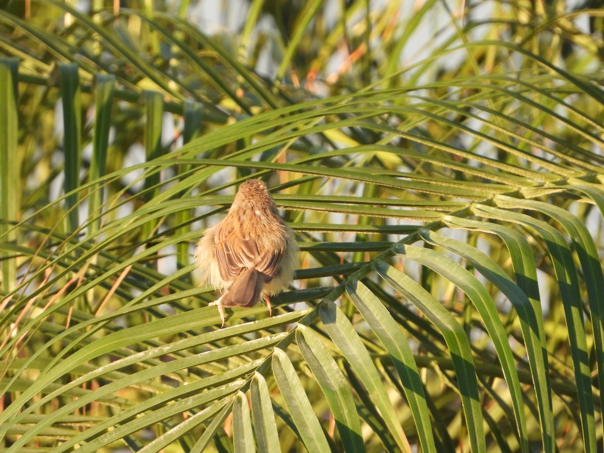 Delicate Prinia - ML613857596