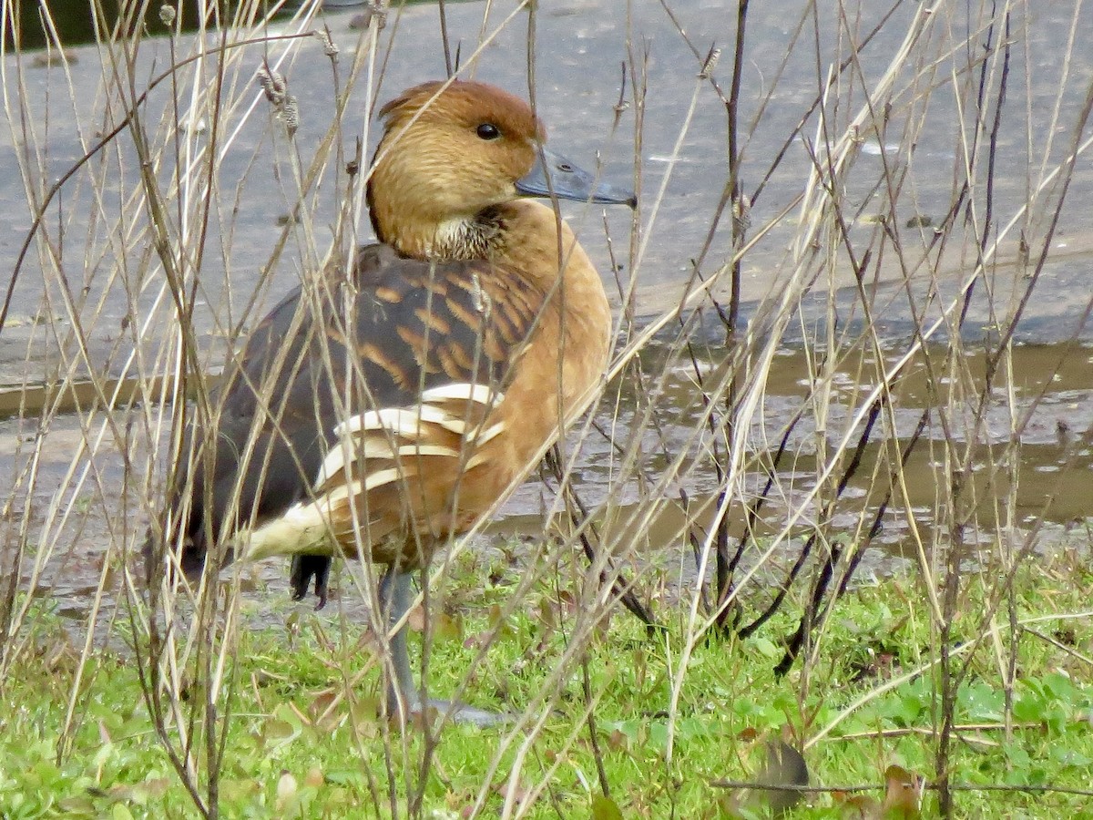 Dendrocygne fauve - ML613857597