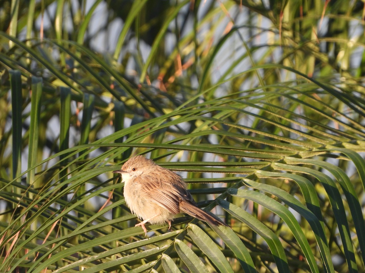 Delicate Prinia - Eitan C.