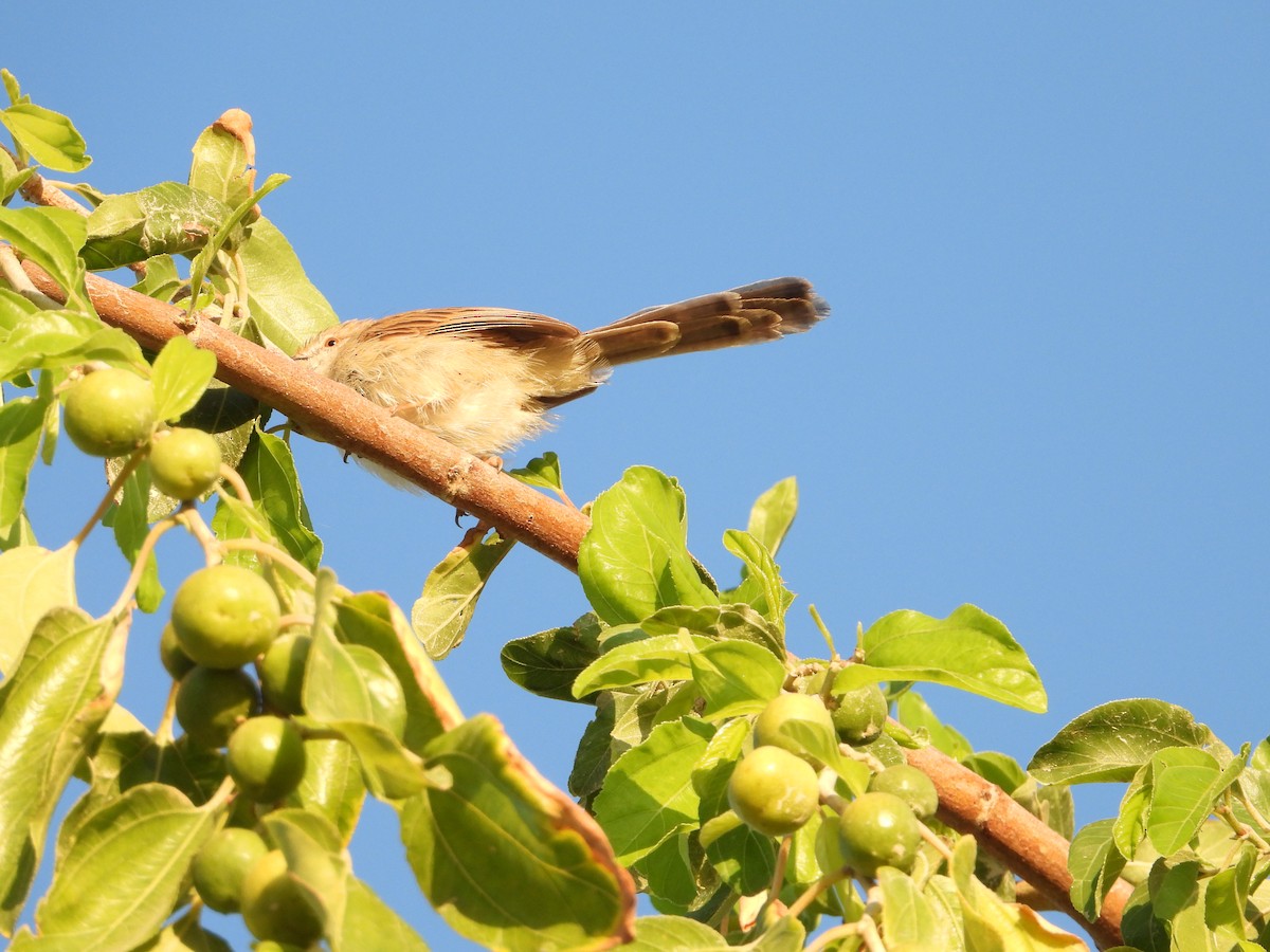 Delicate Prinia - ML613857605