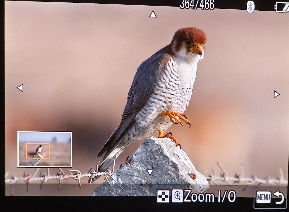Red-necked Falcon - ML613857757