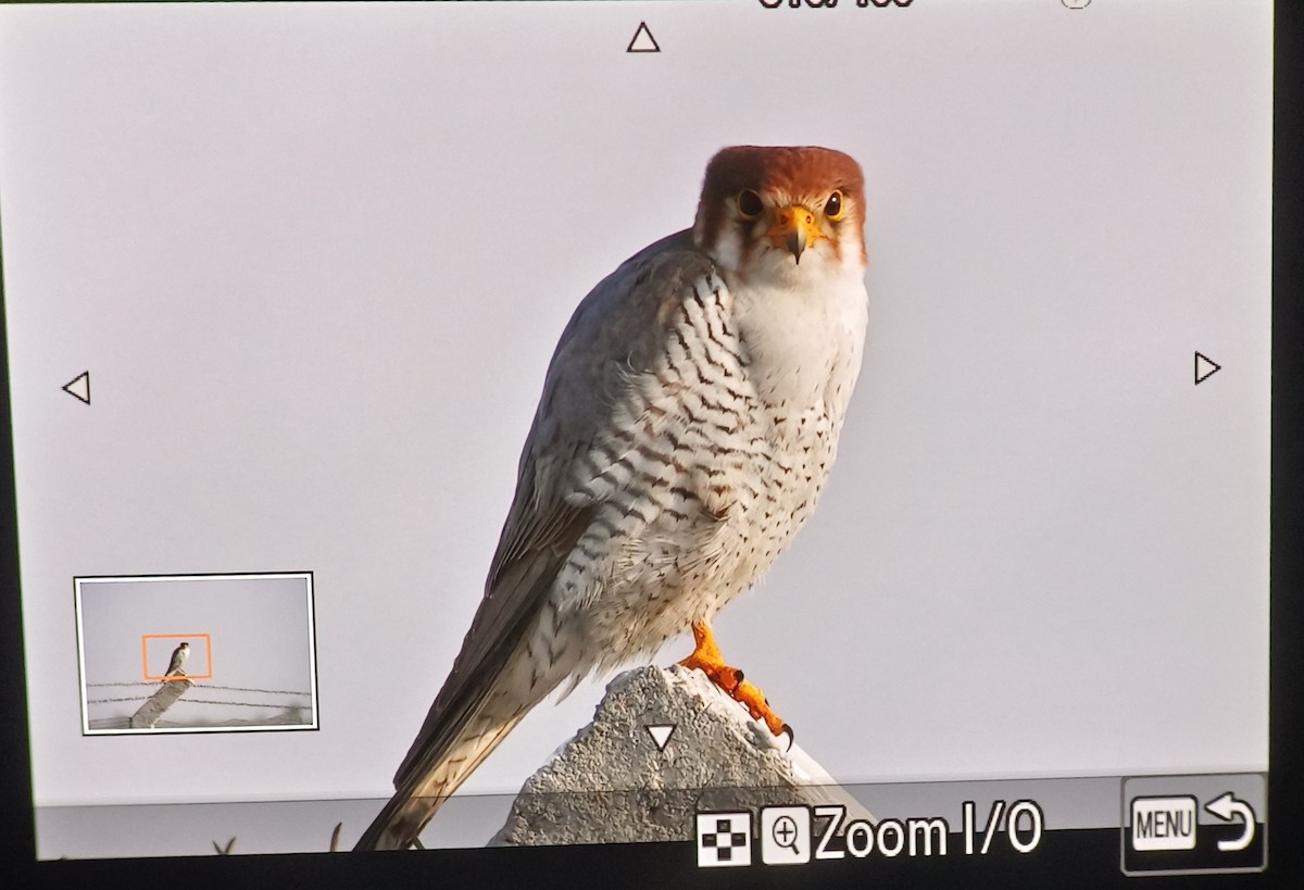Red-necked Falcon - ML613857758