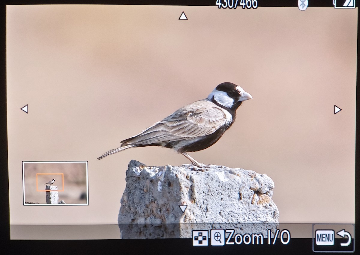 Black-crowned Sparrow-Lark - ML613857767