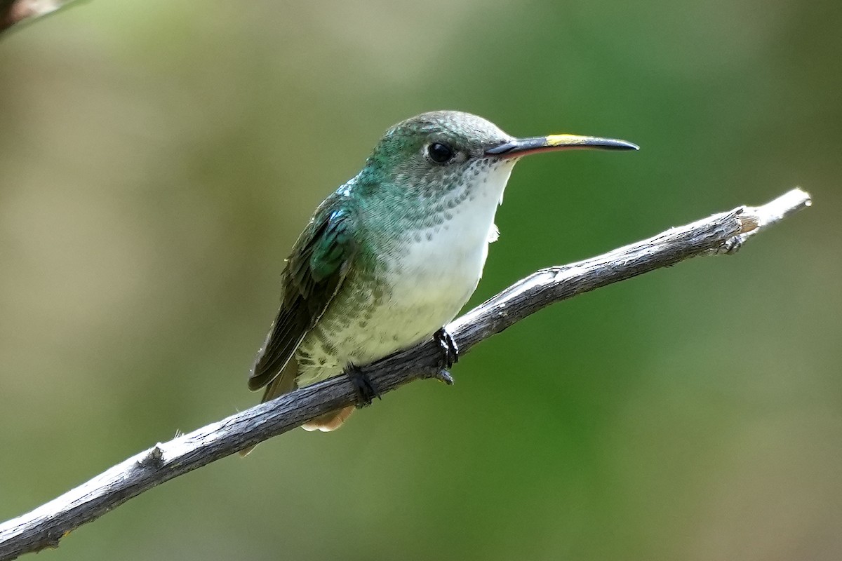 Green-and-white Hummingbird - John Sanchez