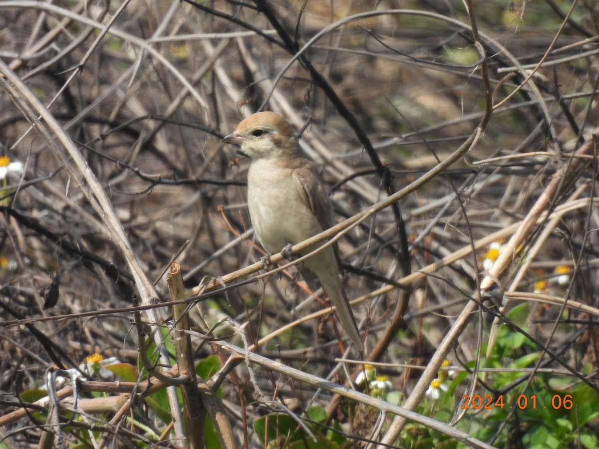 Isabelline Shrike - ML613857867