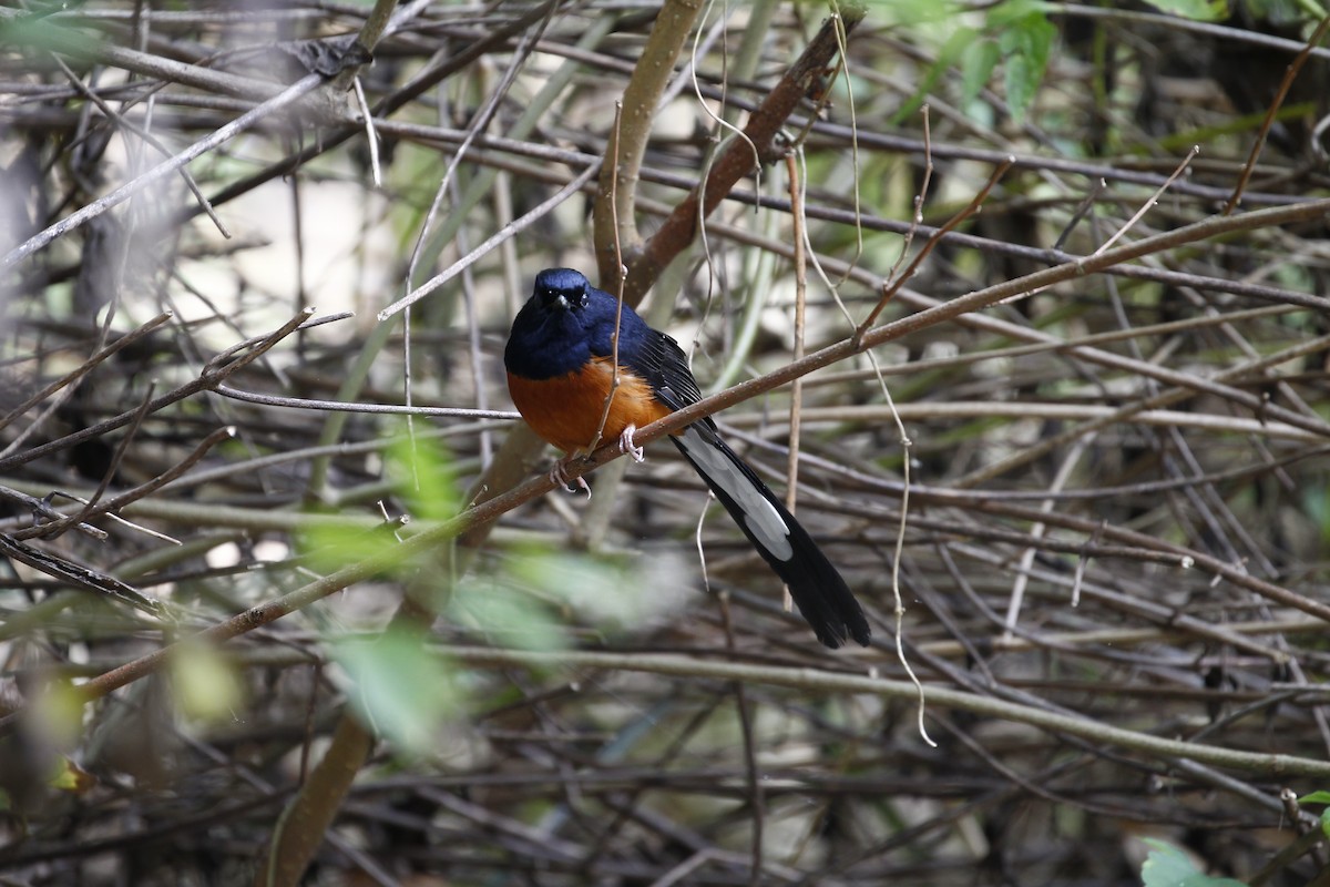 White-rumped Shama - ML613857911