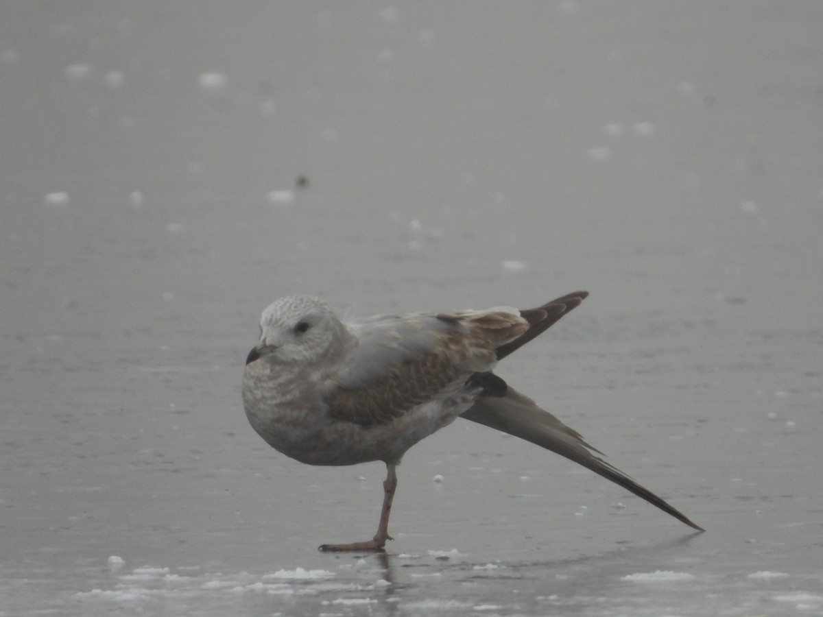 Short-billed Gull - ML613857945