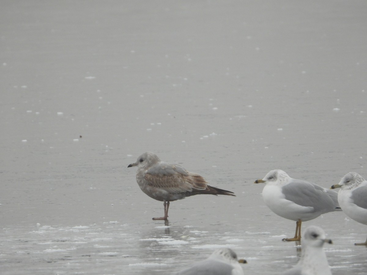 Short-billed Gull - ML613857946