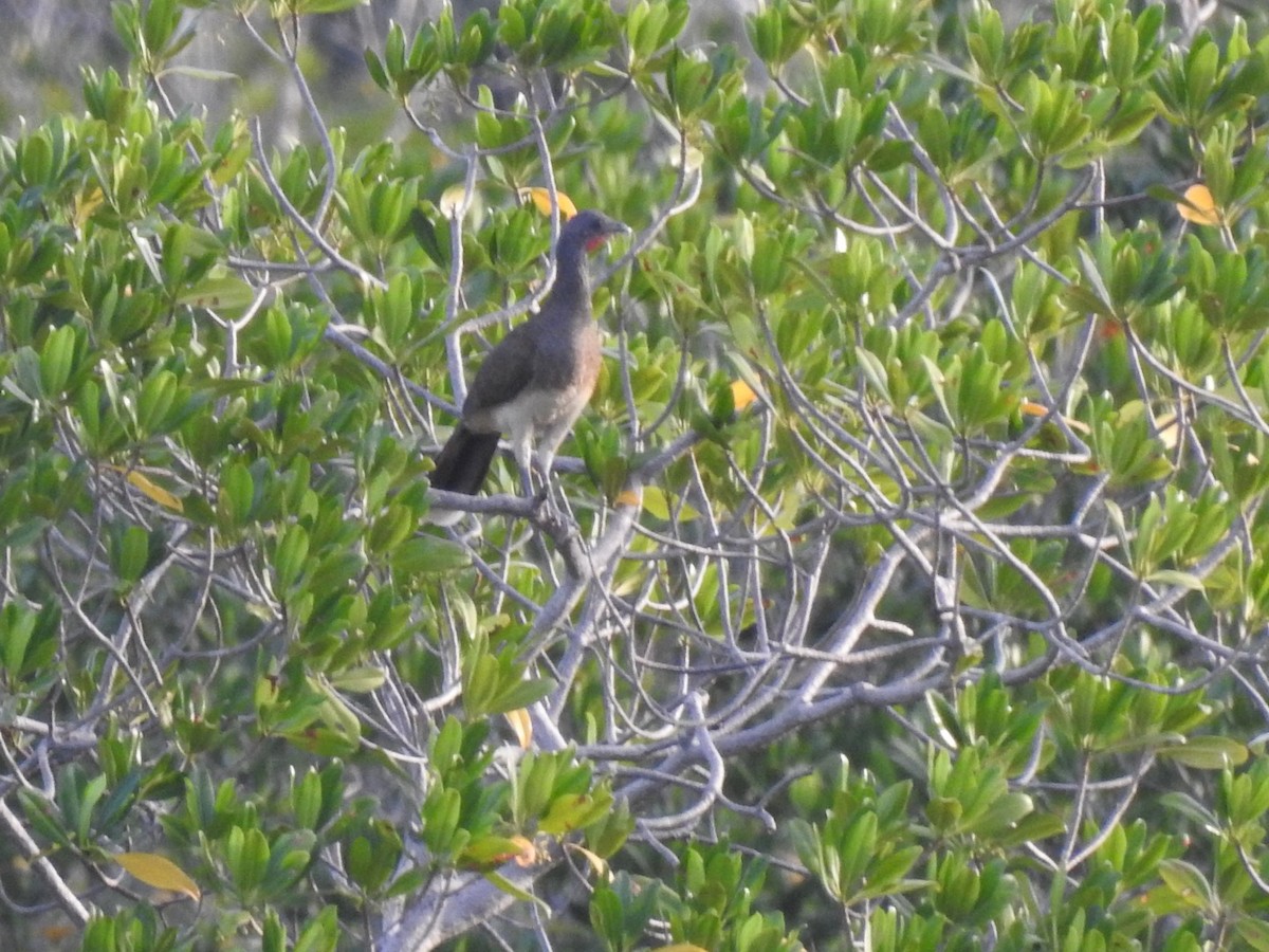 White-bellied Chachalaca - ML613857984