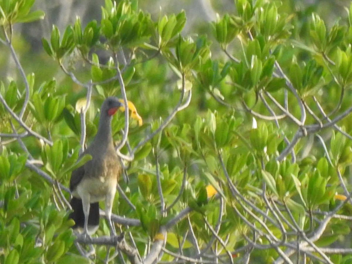 White-bellied Chachalaca - ML613857985