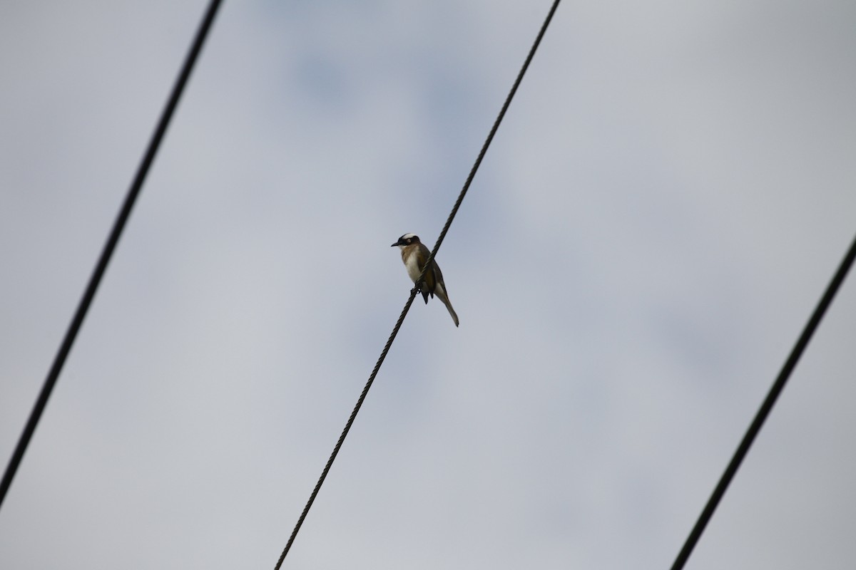 Light-vented Bulbul - ML613857986