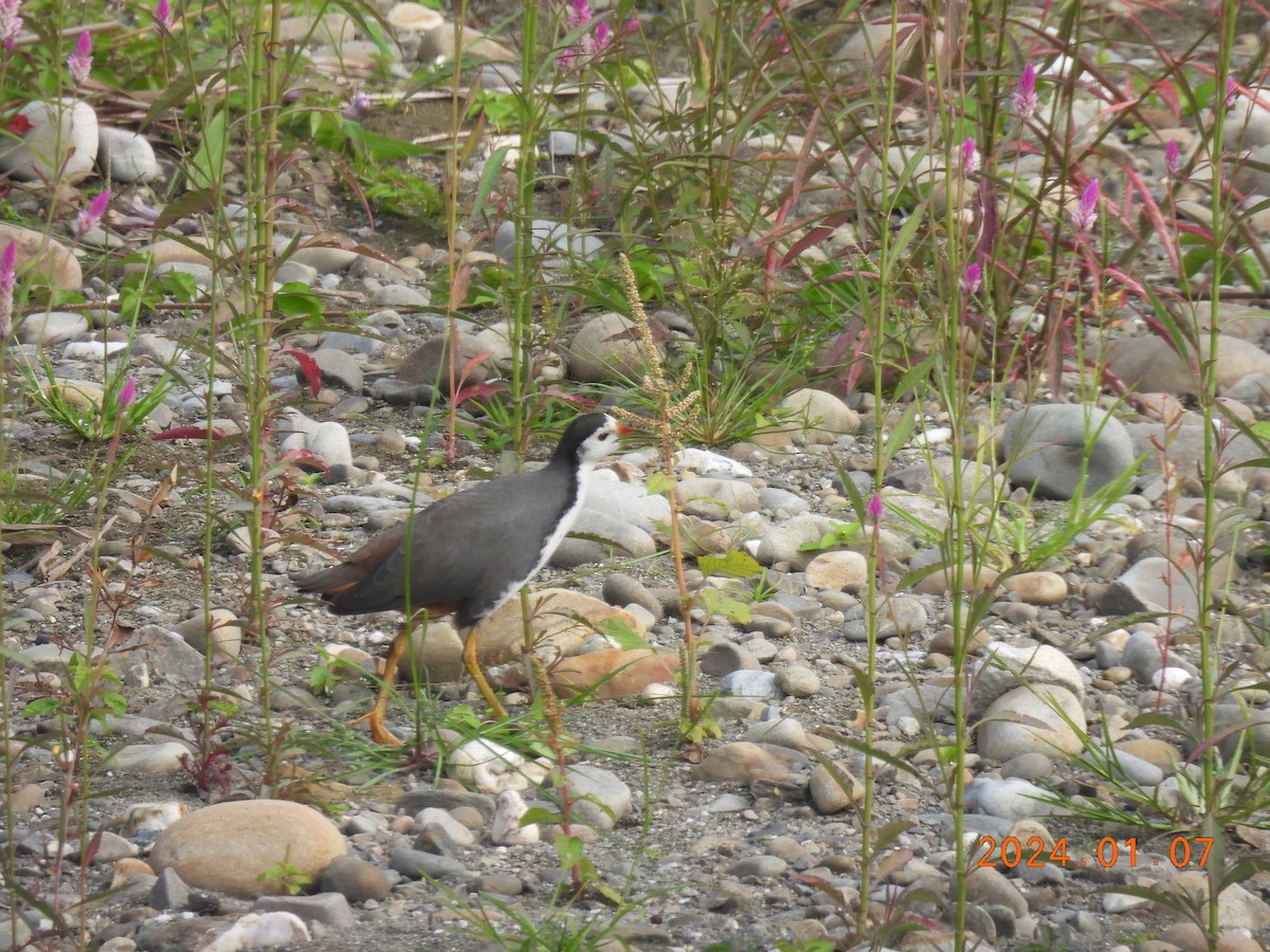 White-breasted Waterhen - ML613858005