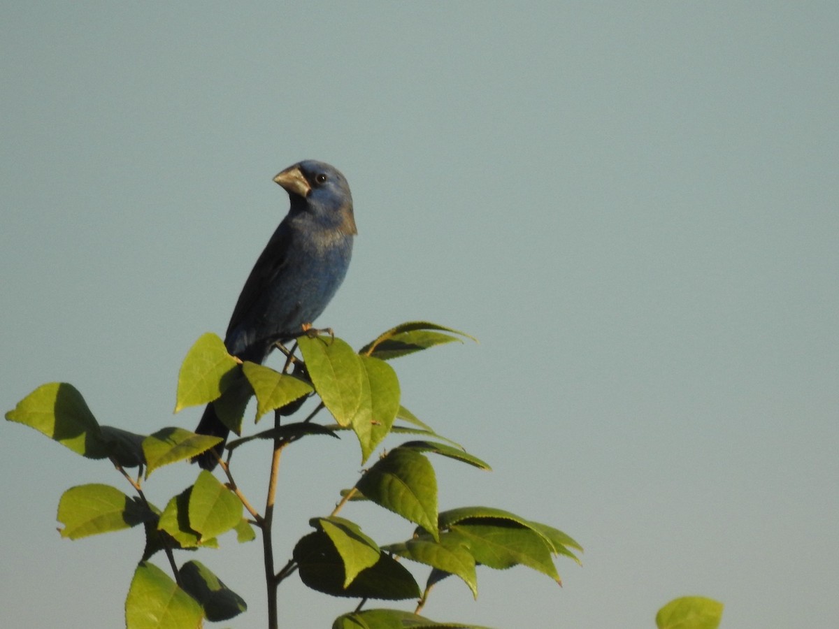 Blue Grosbeak - ML613858047