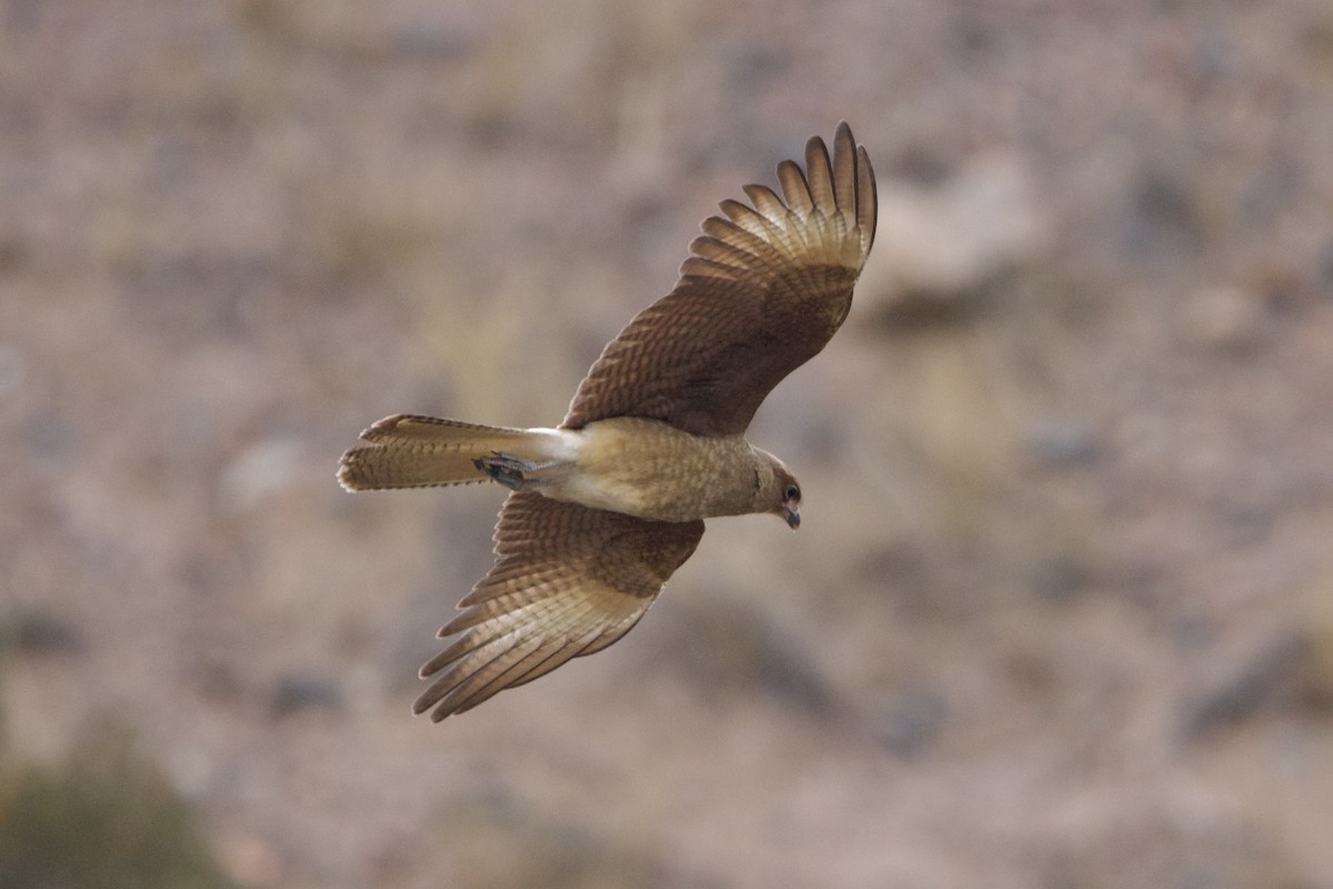 Chimango Caracara - Dimitris Salas