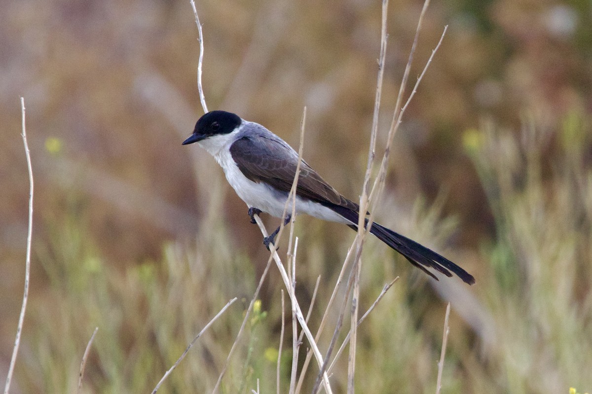 Fork-tailed Flycatcher - Dimitris Salas