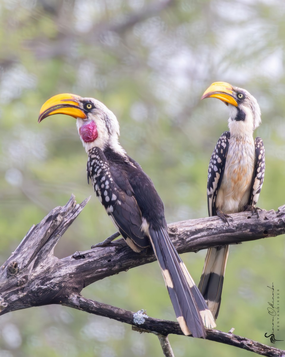 Eastern Yellow-billed Hornbill - Simon Odhiambo