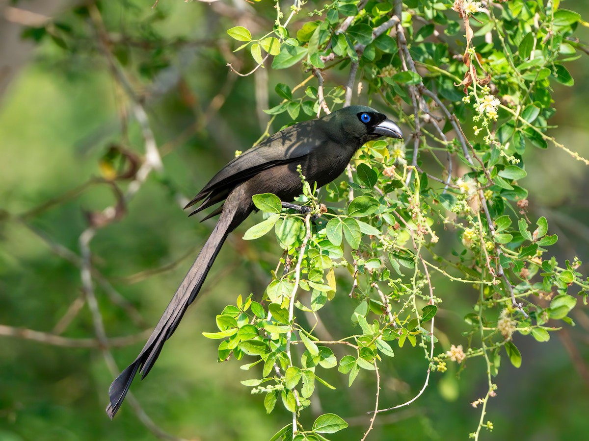 Racket-tailed Treepie - ML613858111