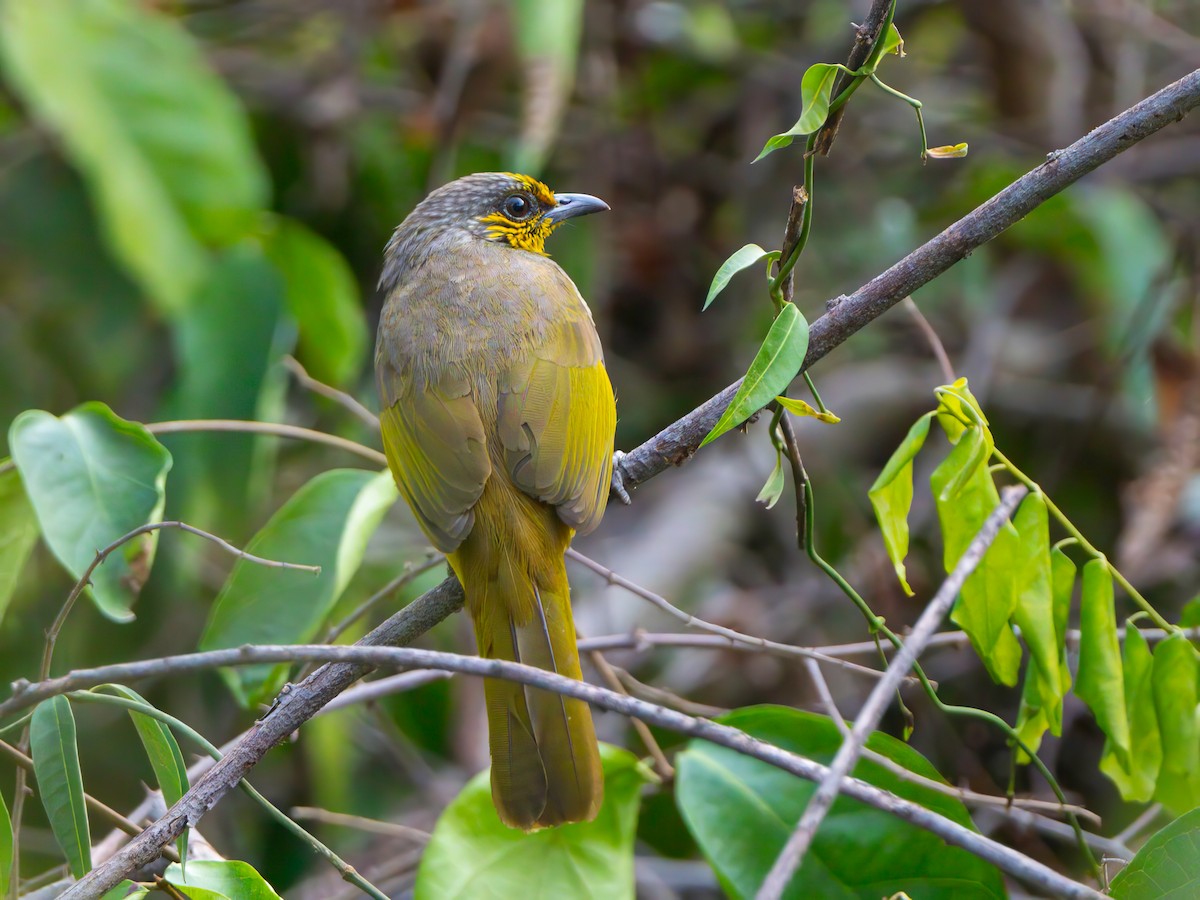 Stripe-throated Bulbul - ML613858113