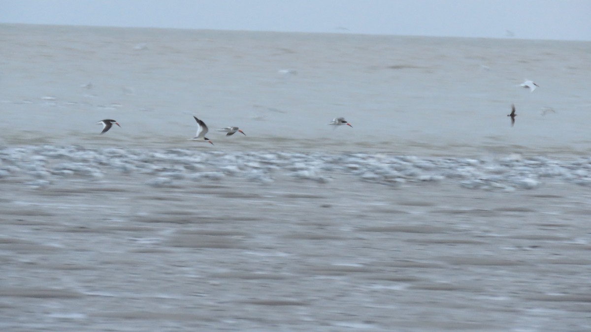 Black Skimmer - su ortali