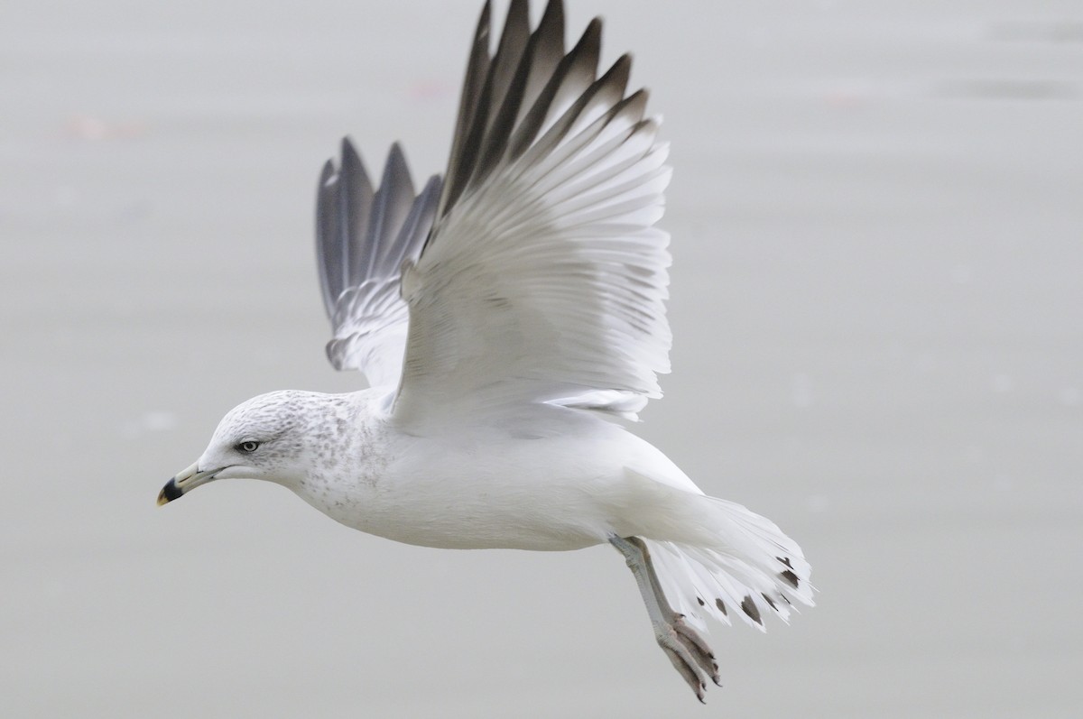 Ring-billed Gull - ML613858142