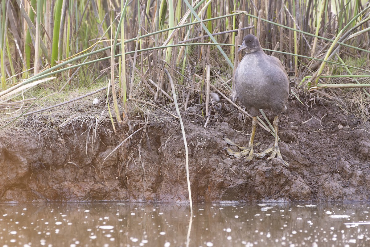 Red-fronted Coot - ML613858200