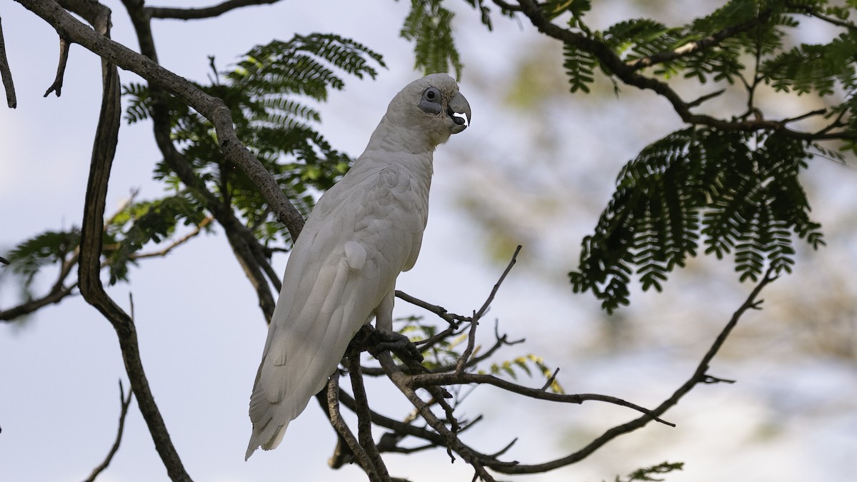 Little Corella - ML613858242