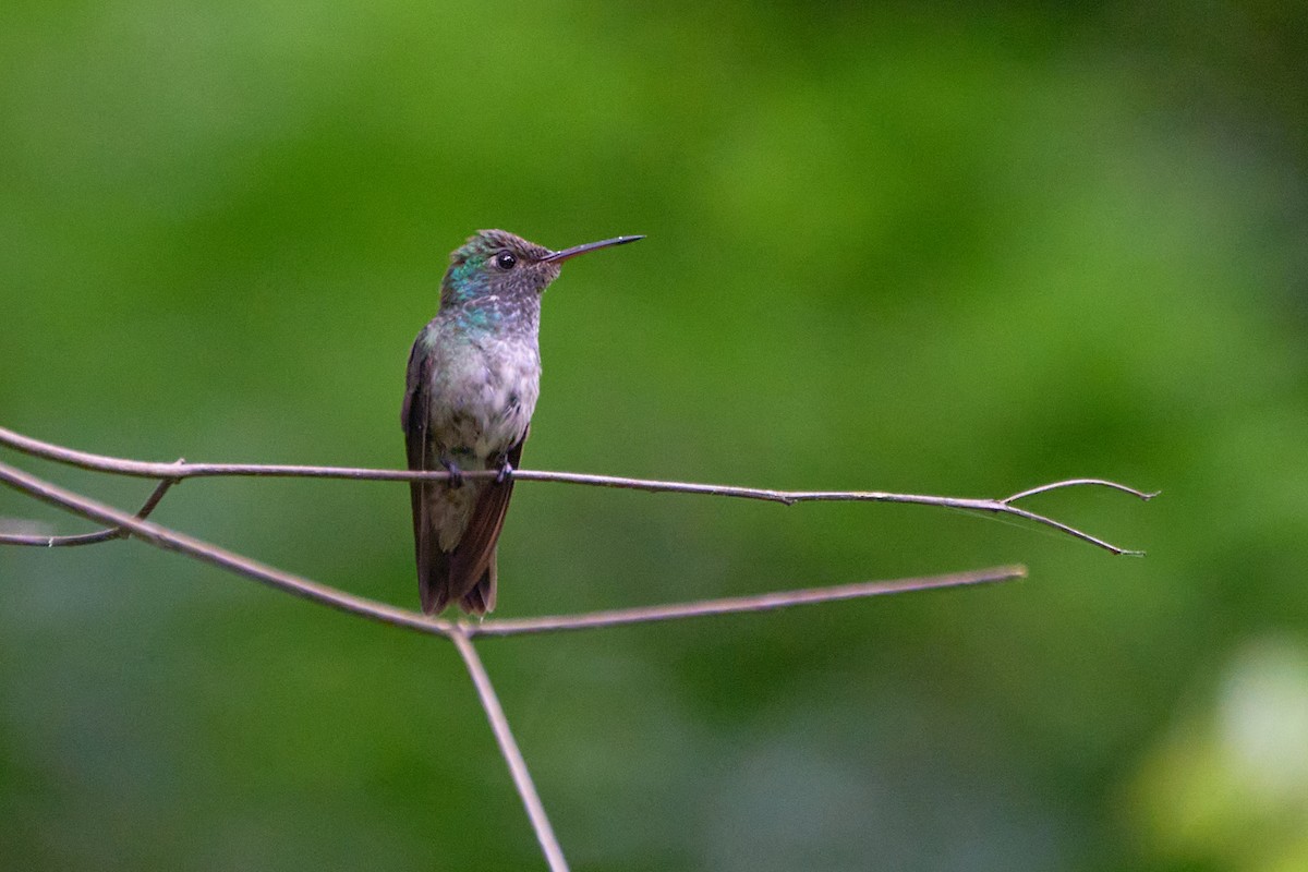 tupikolibri (versicolor gr.) - ML613858357