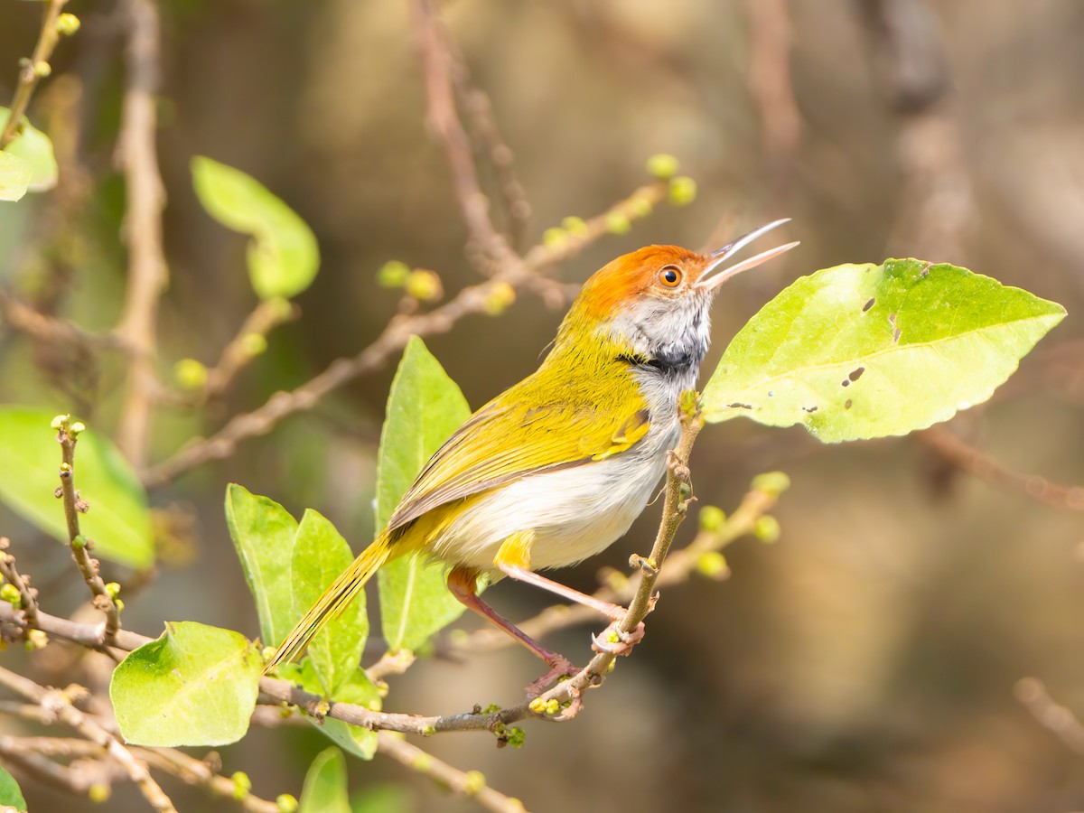 Dark-necked Tailorbird - ML613858376