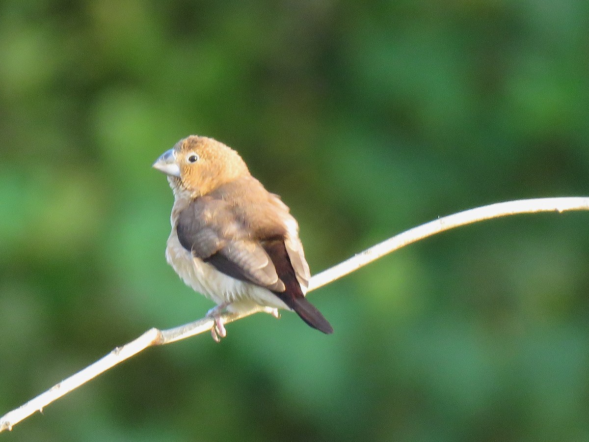 African Silverbill - ML613858392