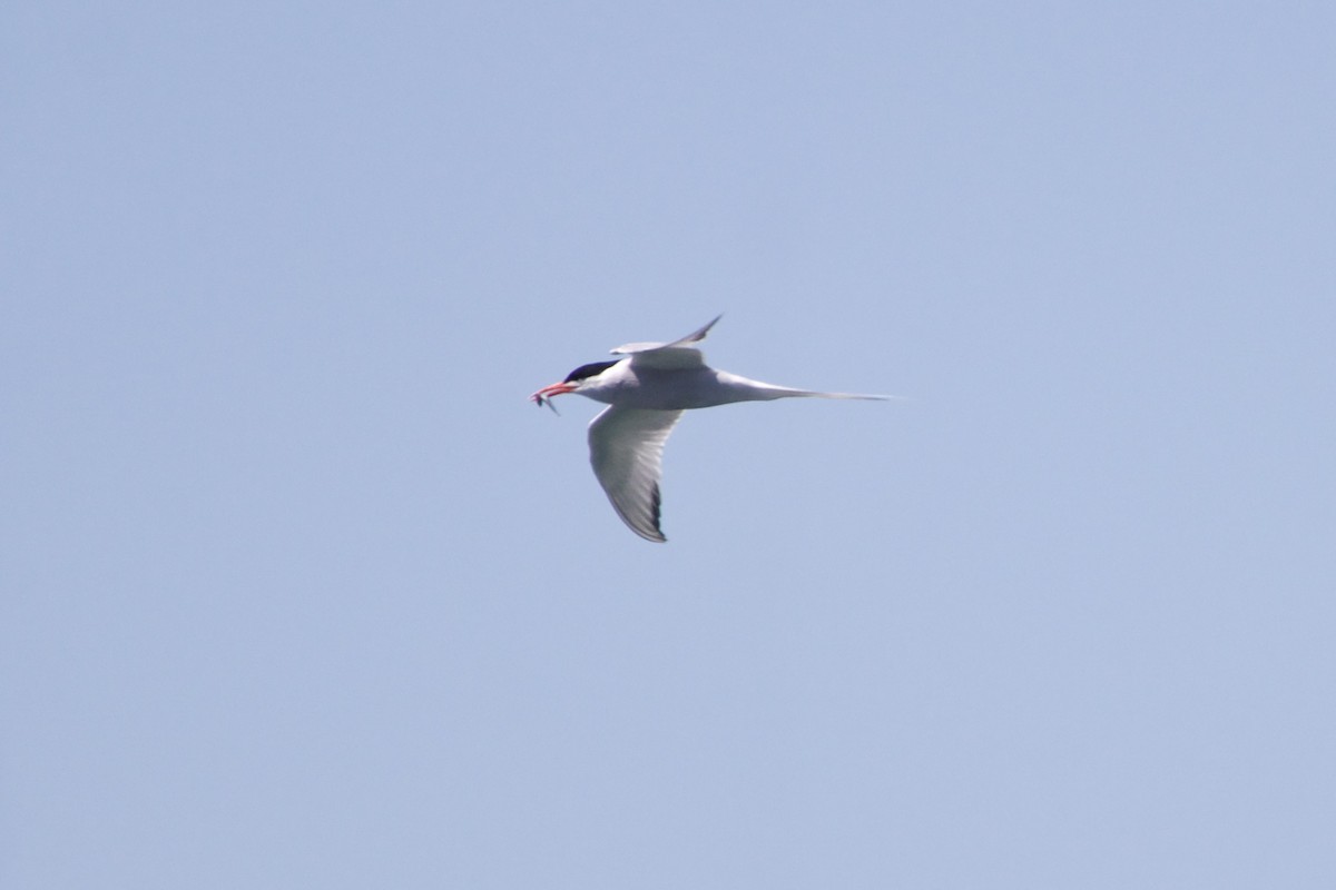 South American Tern - ML613858393