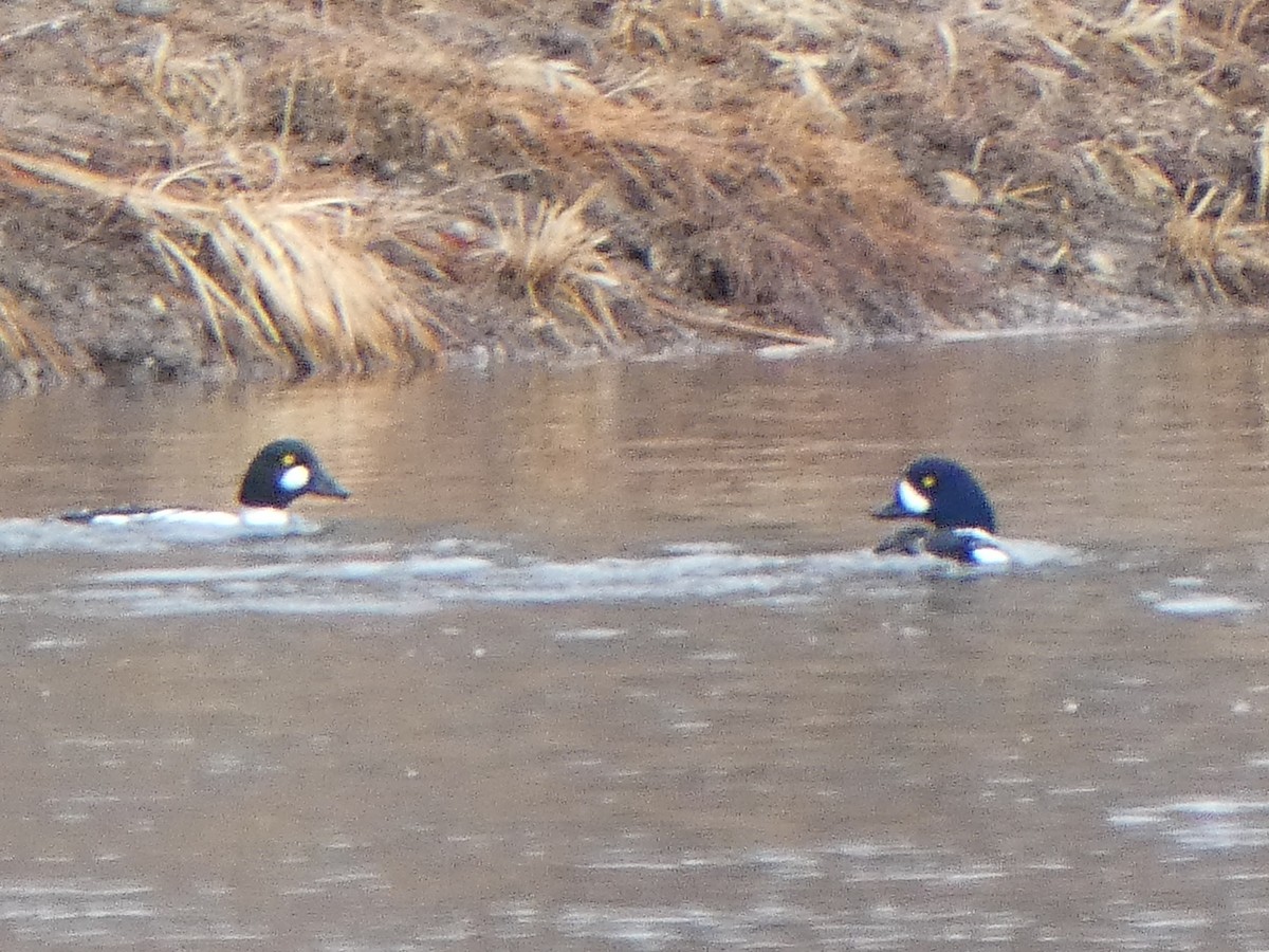 Barrow's Goldeneye - ML613858421