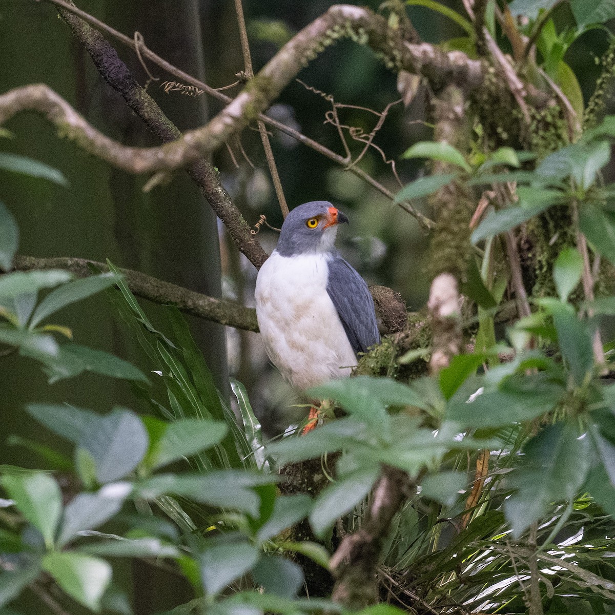 Semiplumbeous Hawk - ML613858470