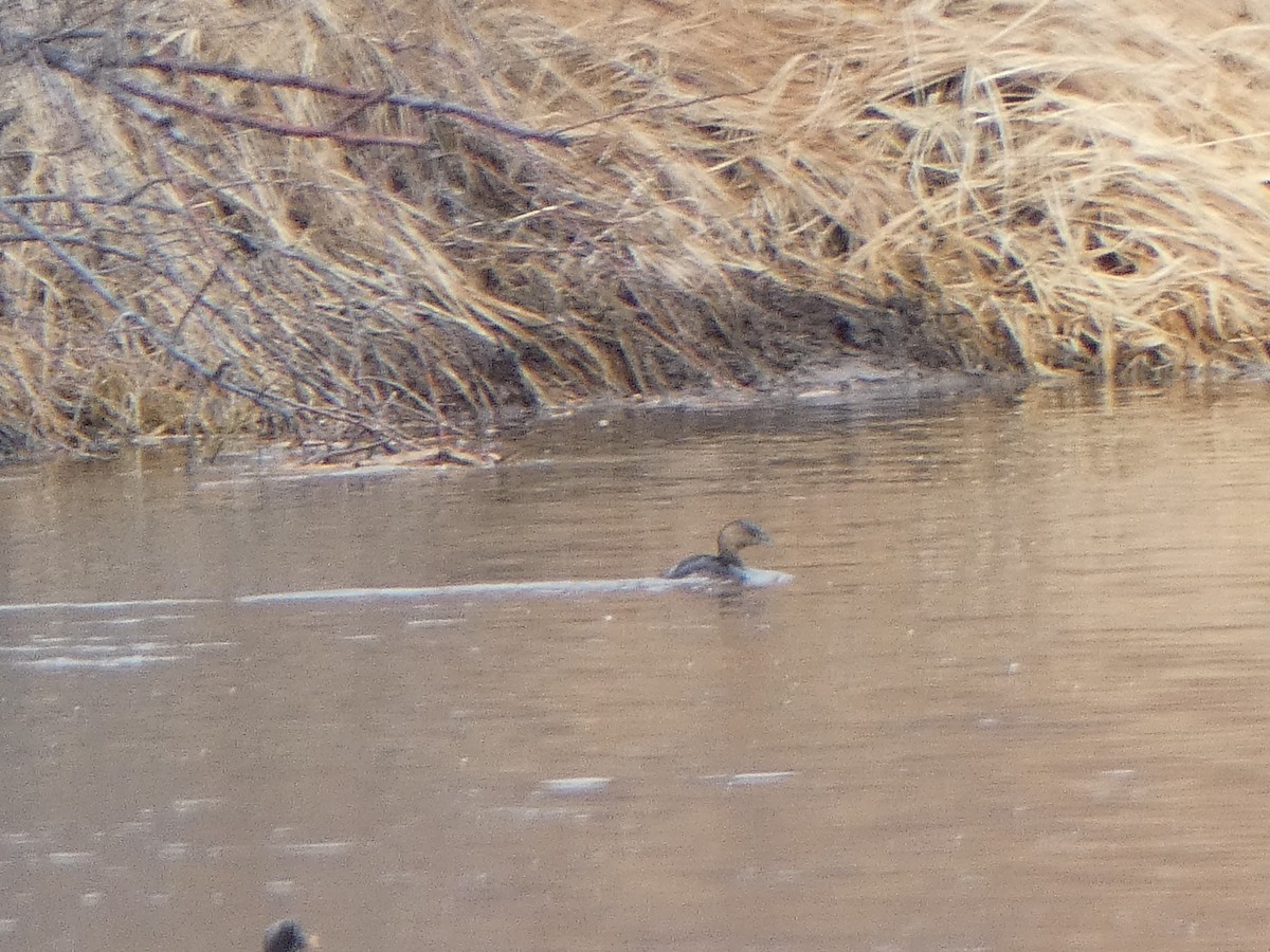 Pied-billed Grebe - ML613858508