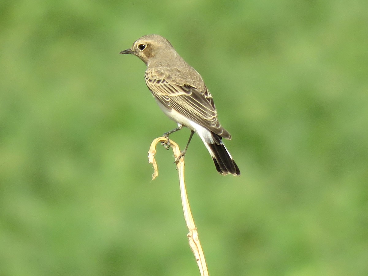 Northern Wheatear - ML613858522