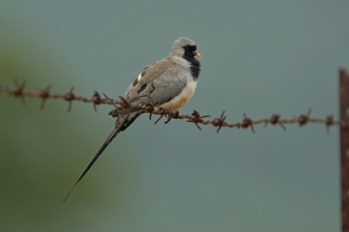 Namaqua Dove - ML613858560