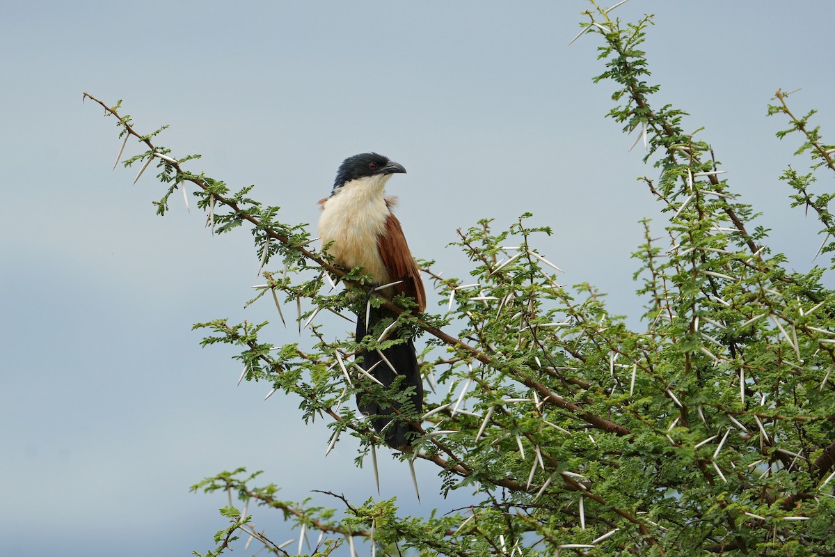 White-browed Coucal (Burchell's) - Dave Rimmer