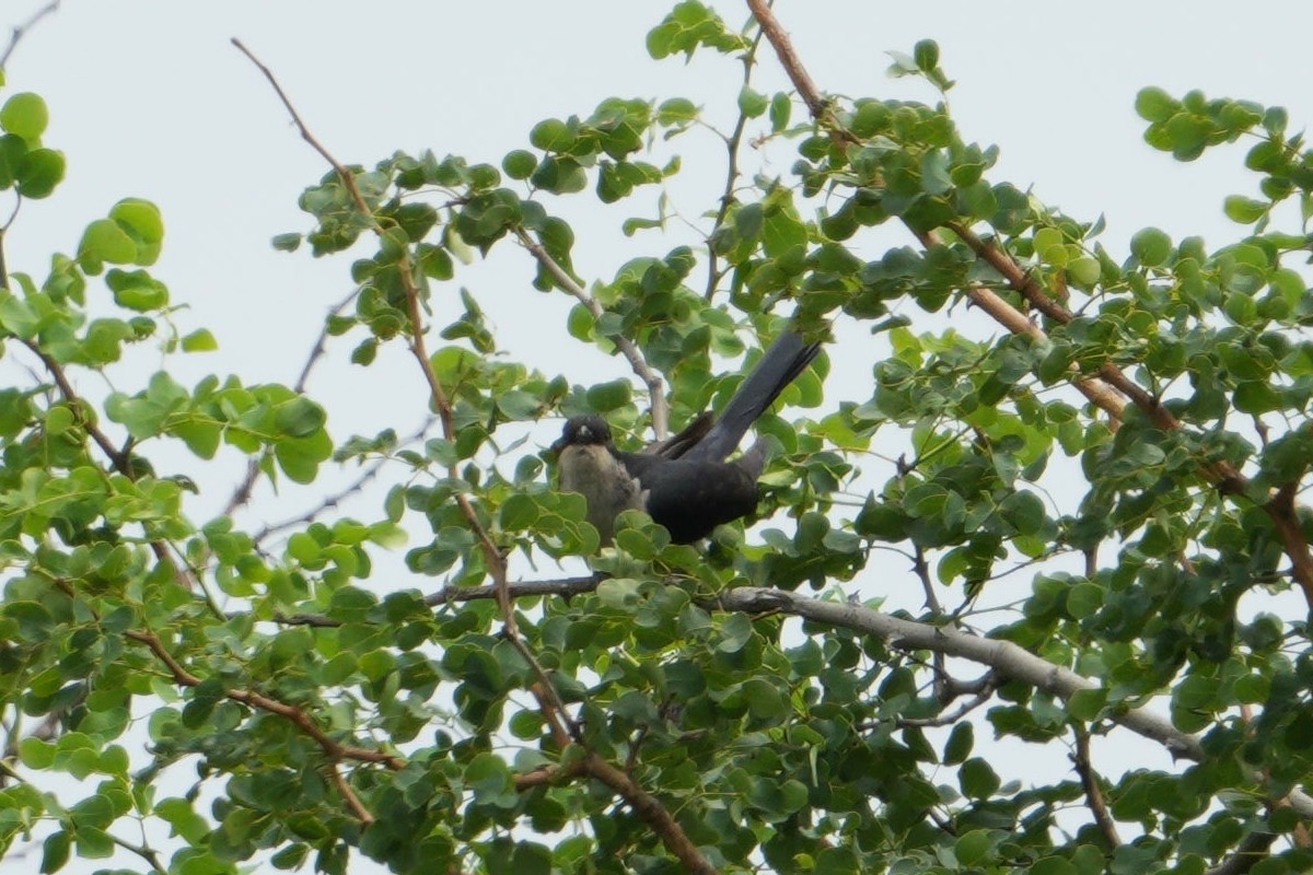 Pied Cuckoo - ML613858616