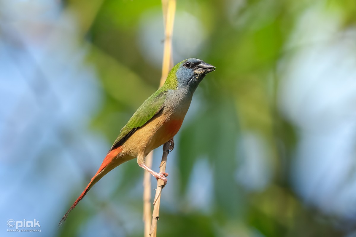 Pin-striped Tit-Babbler - Sopheak Lim