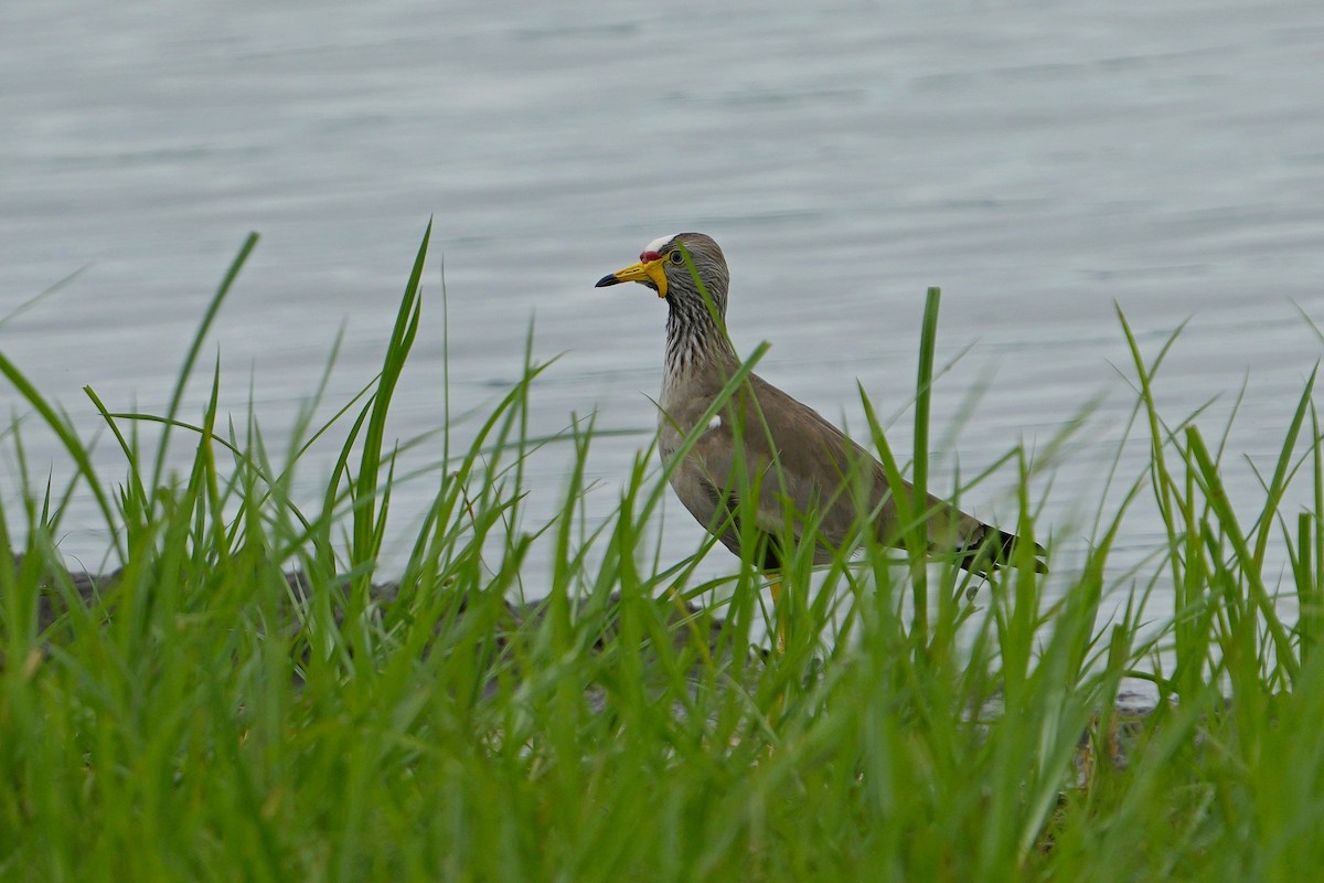 Wattled Lapwing - ML613858636