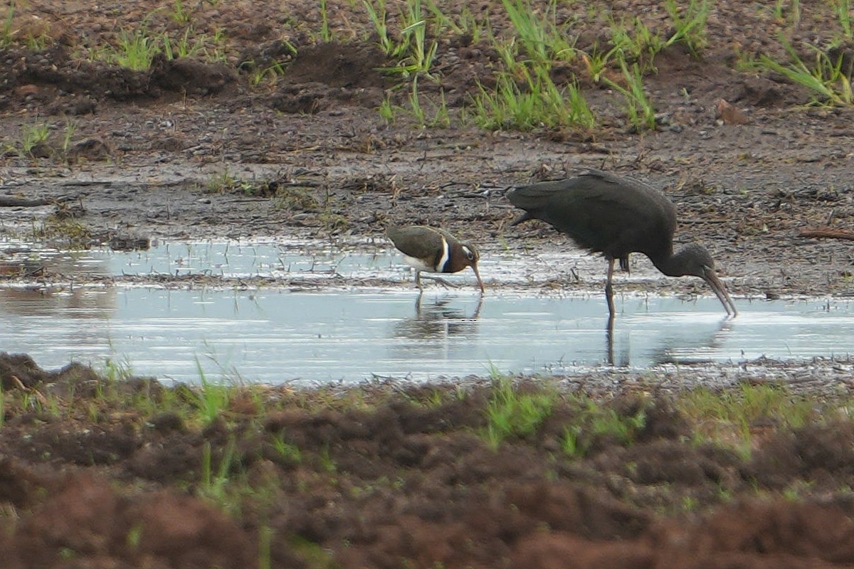 Greater Painted-Snipe - ML613858641