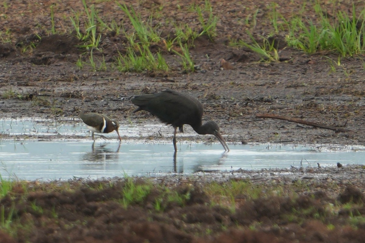 ibis hnědý - ML613858661