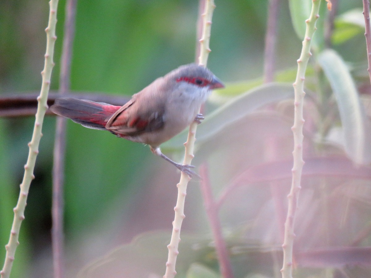 Crimson-rumped Waxbill - ML613858662