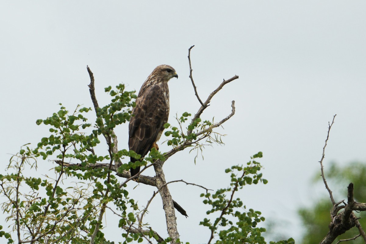 Канюк звичайний - ML613858675