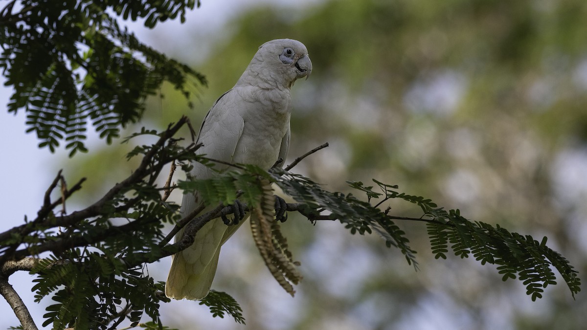 Little Corella - ML613858681