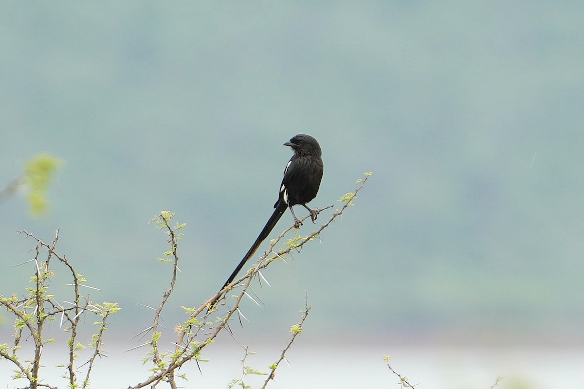 Magpie Shrike - ML613858699