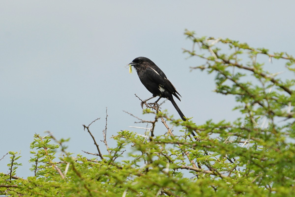 Magpie Shrike - ML613858700