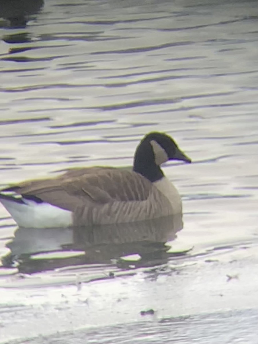 Canada Goose - ML613858711