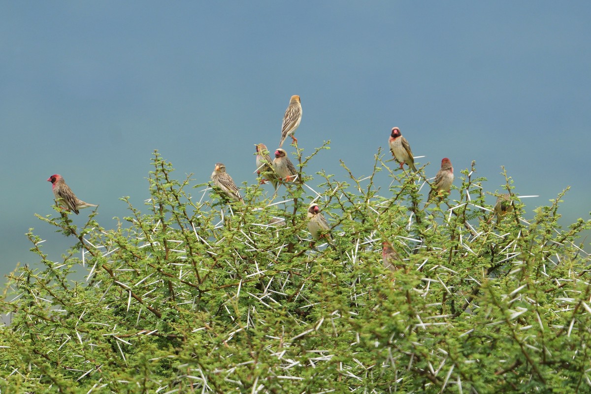 Red-billed Quelea - ML613858740