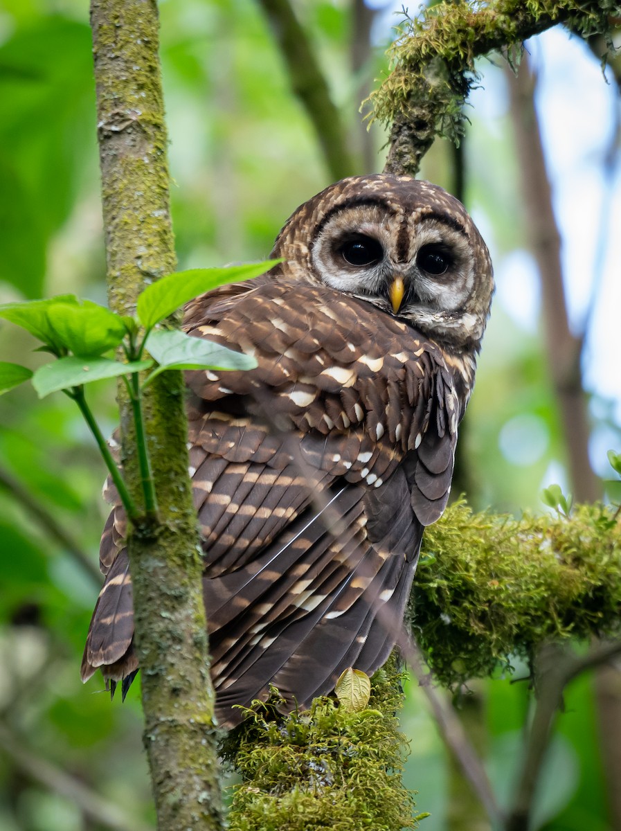 Fulvous Owl - Daniel Mérida