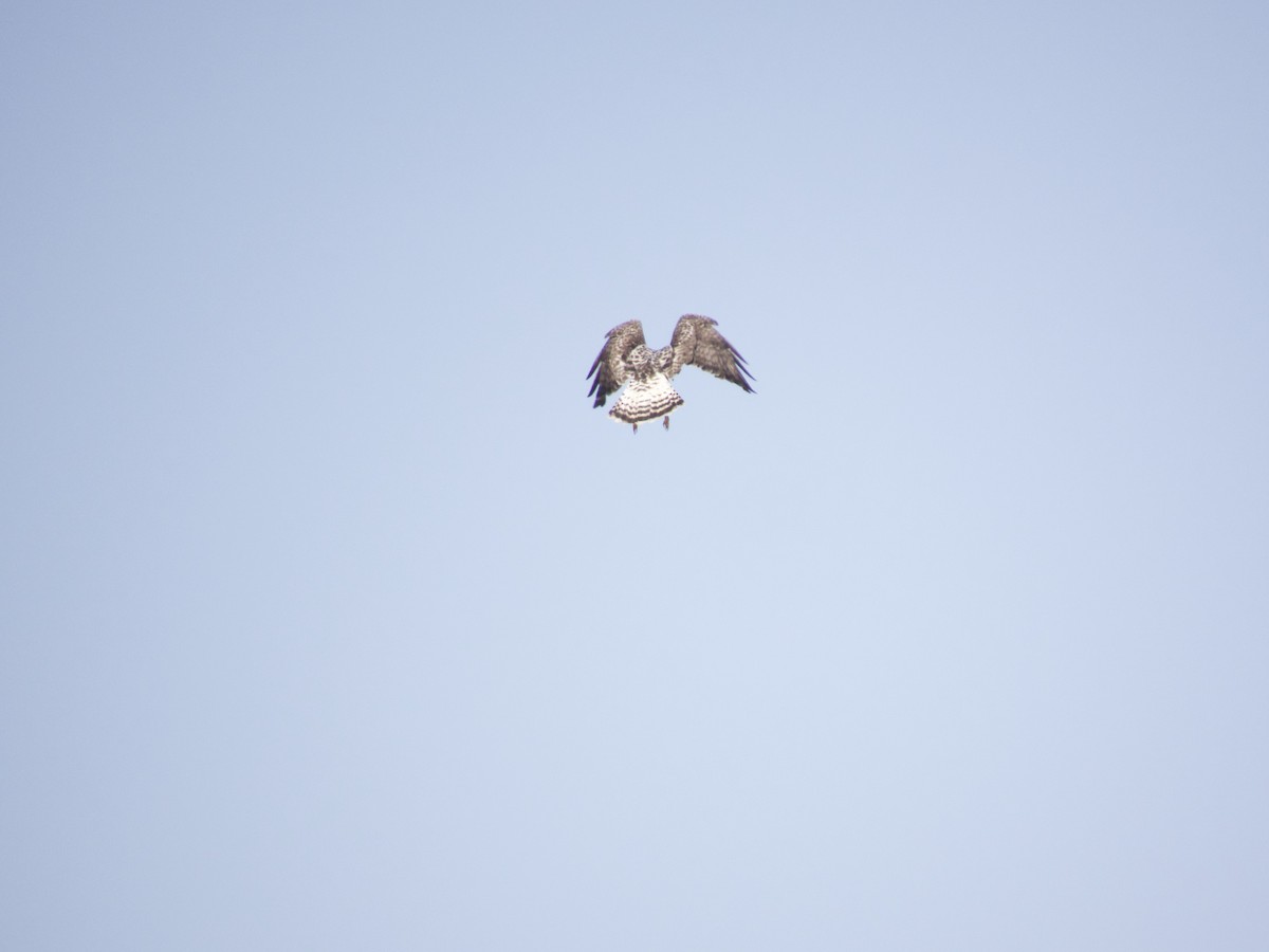 Rough-legged Hawk - Armando Barbosa